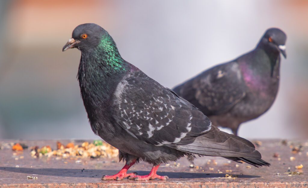 pigeons resting on ledge
